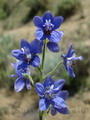 Delphinium Staphisagria